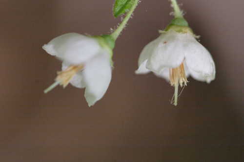 Vaccinium stamineum #7